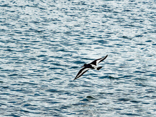 A black and white Oystercatcher flies low above the water. The bird is in flight with its wings fully spread. The sea is blue and shows lots of small ripples.