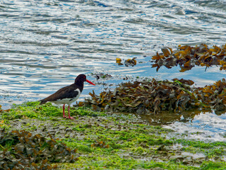 Coastal beauty captured. A striking oystercatcher finds its spot amidst the lush greenery and crystal-clear waters of the shore.