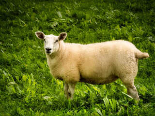 Fototapeta premium A sheep with white fleece stands calmly in a grassy green field. The animal faces forward, looking directly at the camera. Sunlight fills the open space.