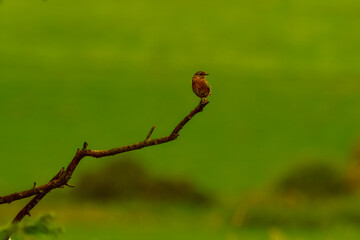 Small Stonechat Bird Perched on a Branch in its Natural Habitat, Looking Alert.