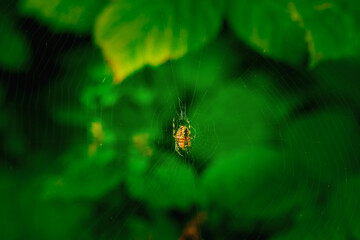 A European garden spider is suspended in its intricate web. The spider waits patiently, hoping to catch unsuspecting insects amidst the lush green foliage.