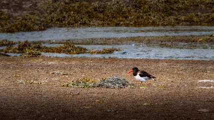 Eurasian oystercatcher walking on muddy ground near the water's edge looking for food.