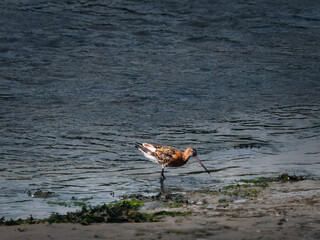 A marbled godwit walks in shallow water near the shore. It has a long beak and brown feathers and is foraging for food. The water is choppy and dark.