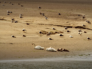 Seagulls and Swans Gather on Sandy Beach During Daytime near Water.