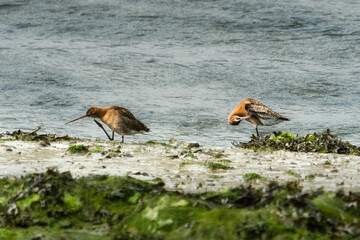 Two Godwit birds are seen on a tidal shore. One bird scratches its head with its leg, while the other preens its feathers with its beak near the water.