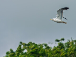 A white and grey seagull soars through the air, its wings spread wide. Green trees are visible below, contrasting with the overcast sky above on a cloudy day.
