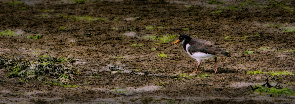 A Eurasian Oystercatcher with black head and wings and white body walks on muddy ground near the water, foraging for food amongst the plants and wet soil.