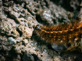 A fuzzy, brown caterpillar with black head crawls across uneven, rocky terrain. It appears to be searching for food or a new place to rest in nature.