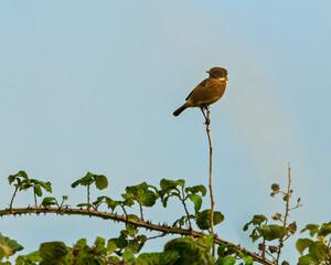A small orange stonechat sits perched on a tall, thin bramble stem. The soft blue sky is visible behind thorny bramble branches with green leaves.
