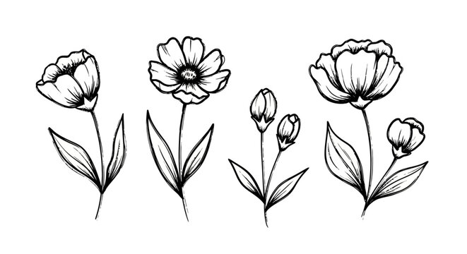 Elegant floral sketch illustration portraying diverse bloom stages and botanic beauty in simple
