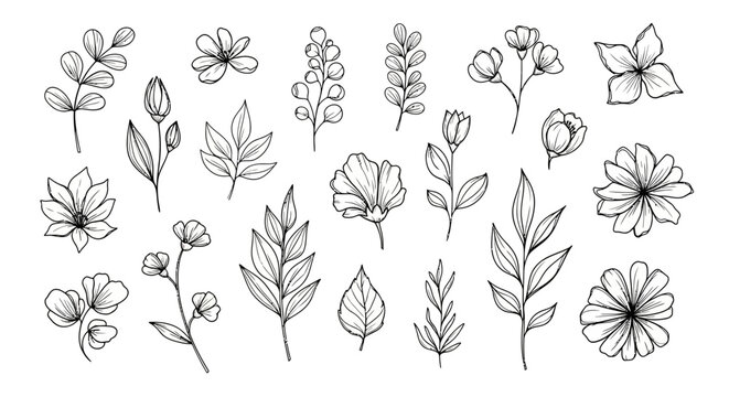 Botanical elements meticulously drawn in black and white evoking natural elegance and simplicity