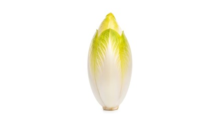 Single Belgian endive vegetable with pale green outer leaves and white inner core isolated on a white background