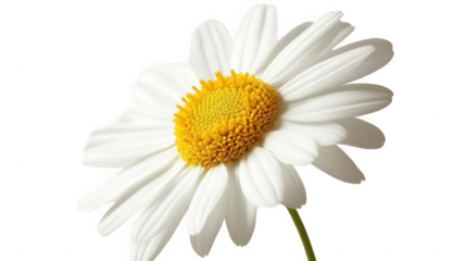 Close up of a single white daisy with a yellow center against  in sharp focus on transparent background
