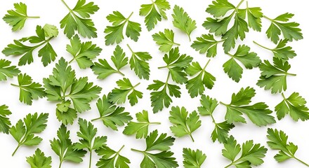 Scattered fresh green parsley leaves on a clean white background herb leaf
