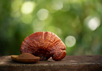 Dry Lingzhi or Reishi mushroom and powder on natural background.