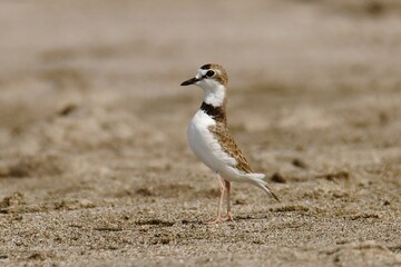 Collared plover (Anarhynchus collaris) on the beach of Chacocente Wildlife Refuge at the Pacific coast of Nicaragua