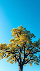 Fototapeta premium A single majestic tree stands against a clear blue sky, its branches reaching upwards, isolated, simple
