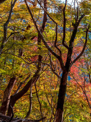 紅葉の大倉尾根登山道