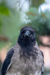 Hooded Crow.