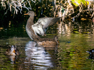 池で羽ばたくオカヨシガモのメス
