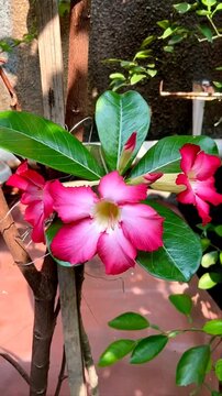 Adenium obesum or kamboja or sabi star or impala lily flowers blooming on green leaves background. Adenium obesum is a popular houseplant and bonsai in temperate regions.