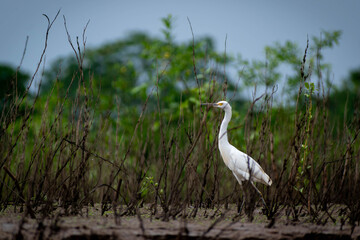 Great Egret in Amazon Rainforest Wetland Peru