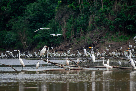 Great Egrets in Amazon Rainforest Wetland Peru