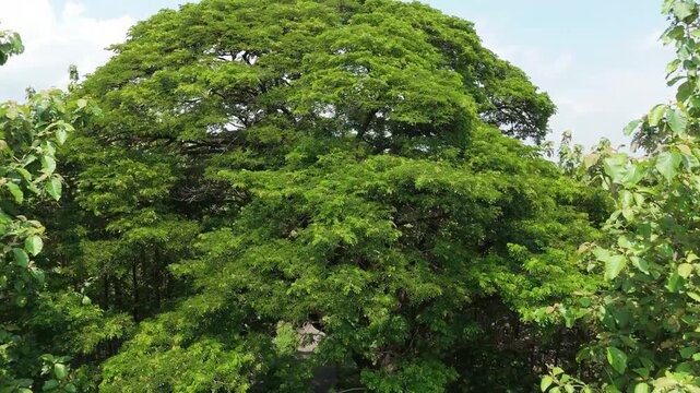 Aerial view from Java, Indonesia, featuring majestic, sprawling Trembesi trees along a road, transitioning to wide aerial shots of surrounding lush green Teak forest plantations under a bright sky.