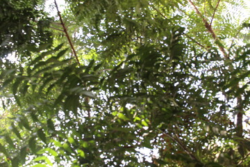 Lush Green Canopy of Tree Branches With Sunlight Filtering Through Dense Foliage Above.
