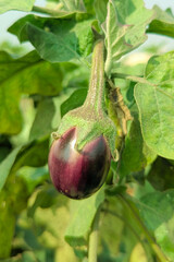 A purple fruit known as brinjal, auberigine or egg plant, purple eggplant on the plant, Detail of products grown in an ecological garden and with irrigation drop by drop