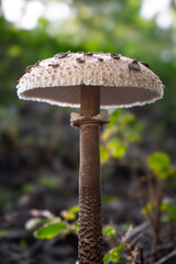 Macrolepiota procera