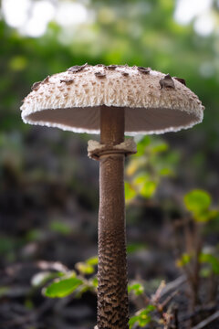 Macrolepiota procera
