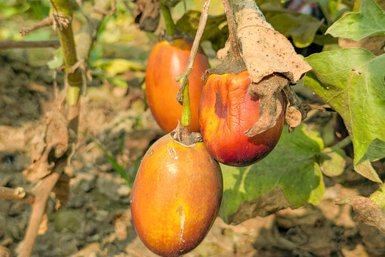 A purple fruit known as brinjal, auberigine or egg plant. infected eggplant, infection, Detail of products grown in an ecological garden and with irrigation drop by drop