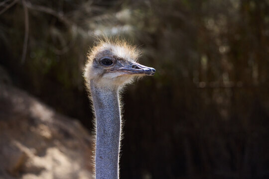 portrait of an ostrich