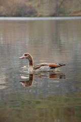 A wild goose is swimming on a river.