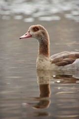 A wild goose is swimming on a river.