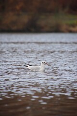 The seagull is flying on the river in the distance.