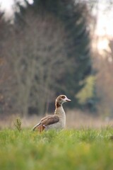 A wild goose is grazing in a meadow.
