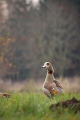 A wild goose is grazing in a meadow.