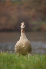 A wild goose is grazing in a meadow.