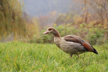 A wild goose is grazing in a meadow.