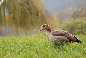 A wild goose is grazing in a meadow.
