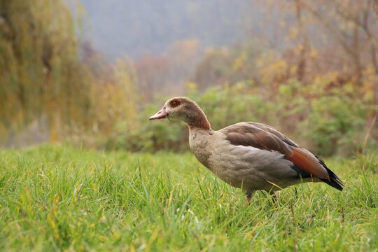A wild goose is grazing in a meadow. - Powered by Adobe