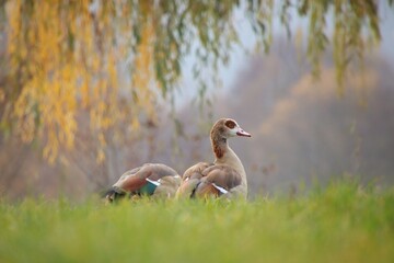 A flock of wild geese is grazing in a meadow.