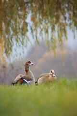 A flock of wild geese is grazing in a meadow.