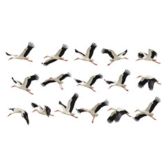 A Flock of Storks in Flight - A Study in Grace and Motion.