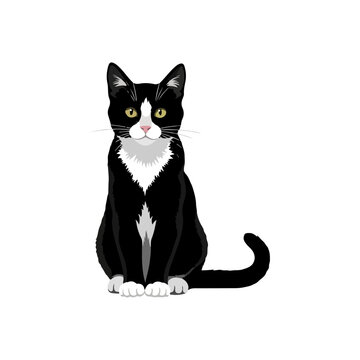 Elegant Black and White Tuxedo Cat Sitting Upright.