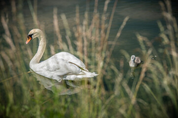 H&ouml;ckerschwan Cygnus olor mit K&uuml;ken in Wasser hinter Grashalmen an der Flutmulde der Erms bei Neckartenzlingen
