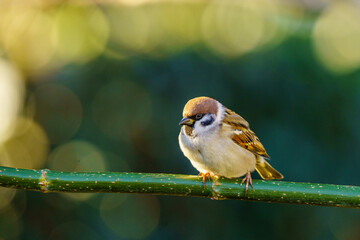 ptak mazurek (Passer montanus)