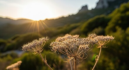 Close-up of dried wildflowers backlit by the golden sun during a beautiful sunset over a tranquil green mountain landscape, creating a serene and peaceful atmosphere